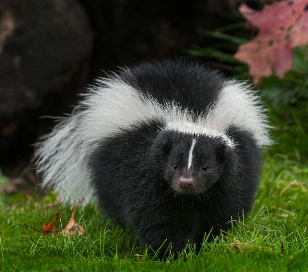 Skunks and Their Spray